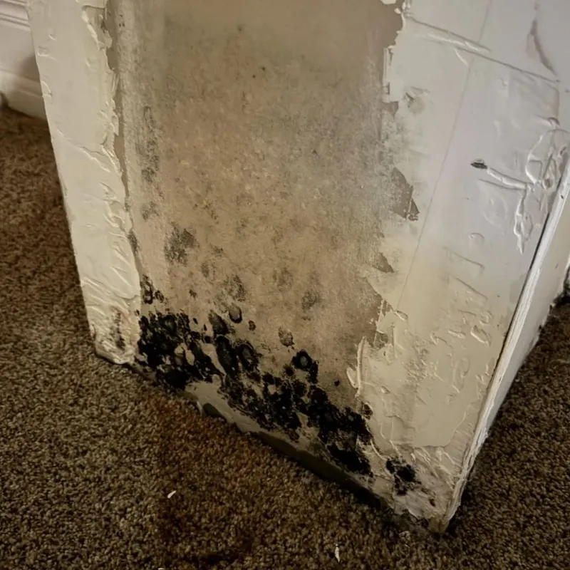 Professional Mold Removal in Cleveland, OH